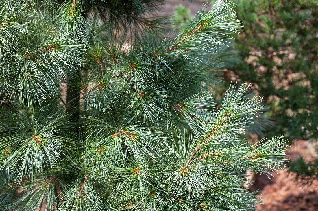 Pinus wallichiana 'Densa Hill