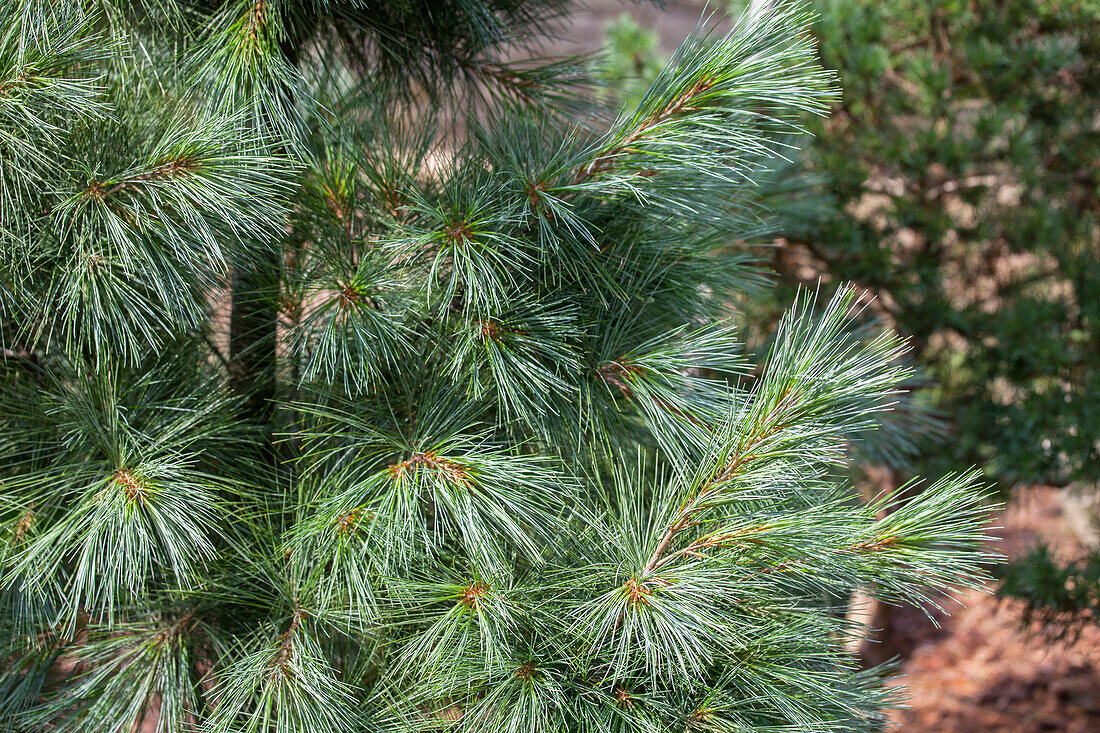 Pinus wallichiana 'Densa Hill'