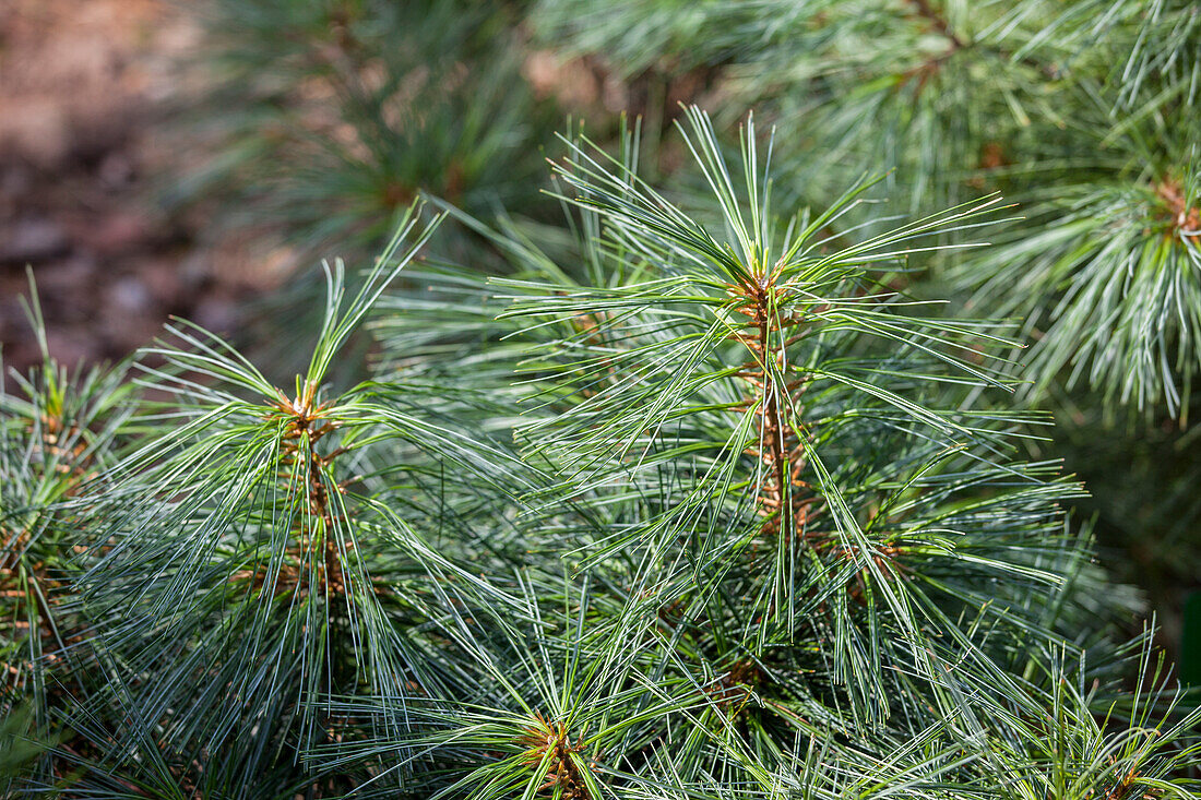 Pinus wallichiana 'Nana