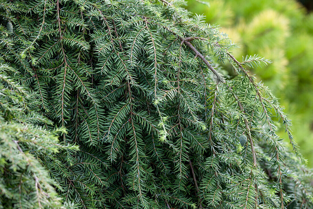 Tsuga canadensis 'Pendula'