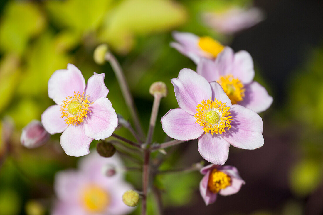 Anemone japonica, rosa