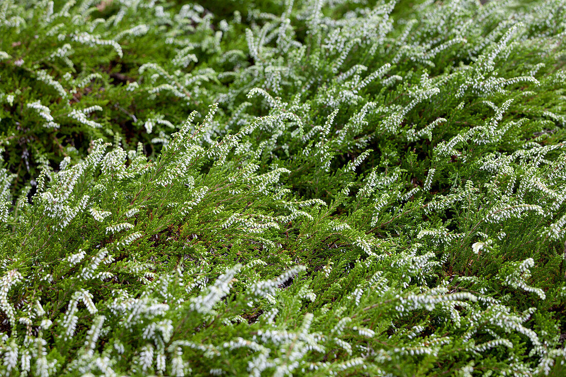 Calluna vulgaris