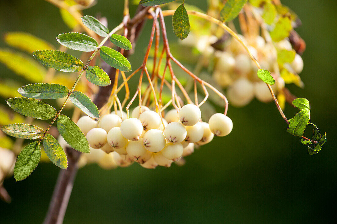 Sorbus koehneana