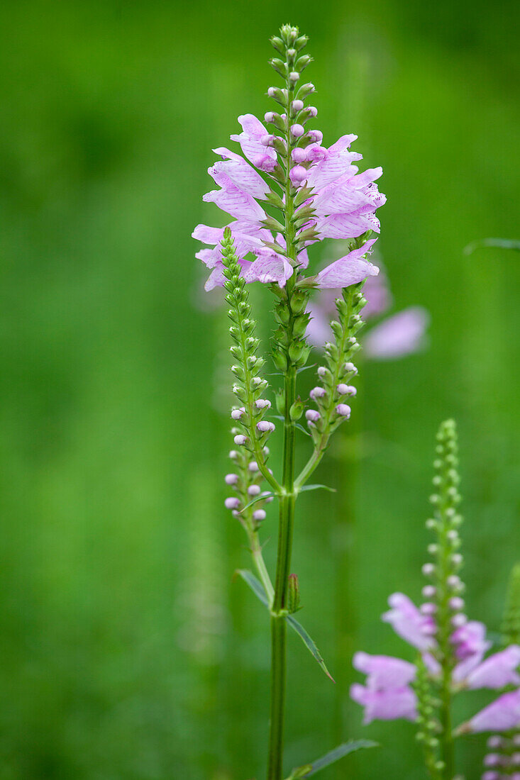 Physostegia virginiana, pink