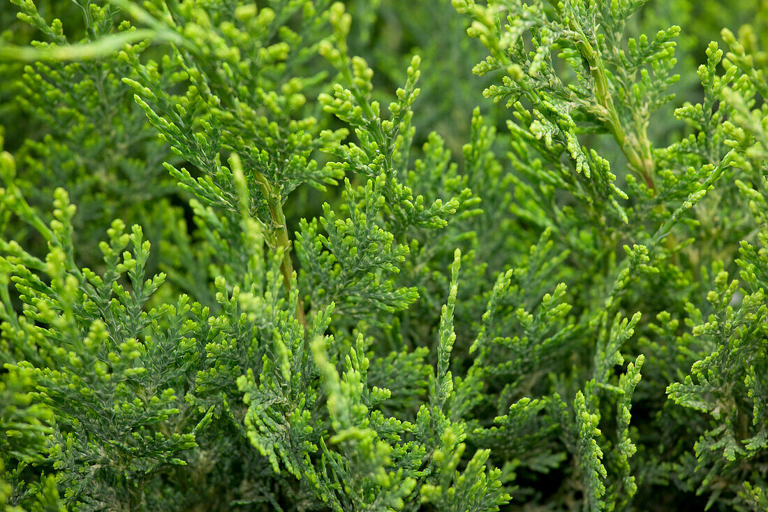 Chamaecyparis lawsoniana 'White Spot'