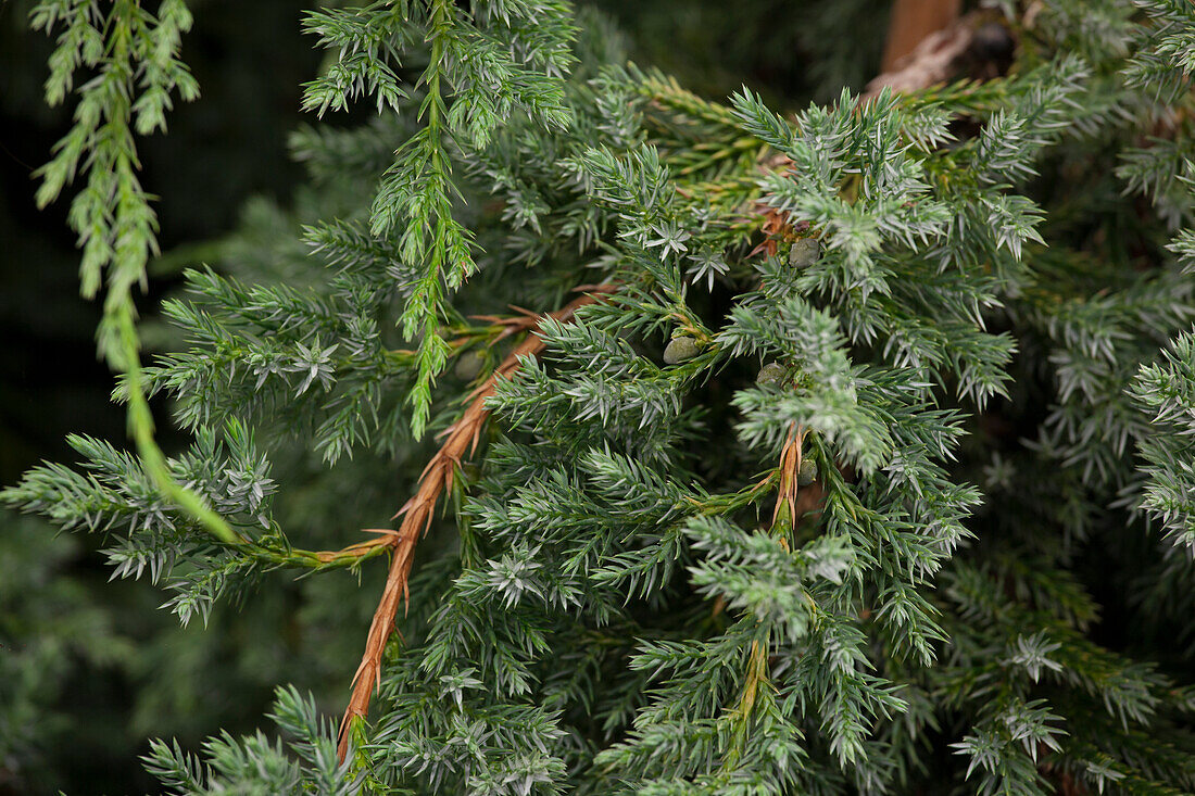 Juniperus squamata 'Blue Carpet'