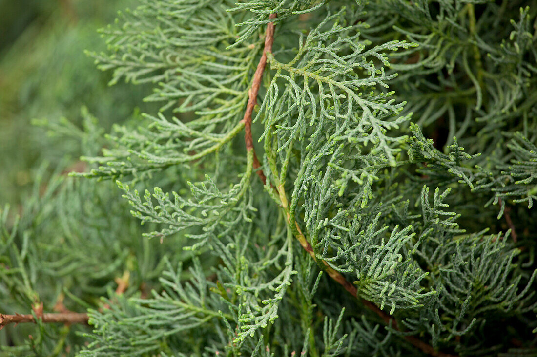 Juniperus virginiana 'Grey Owl'