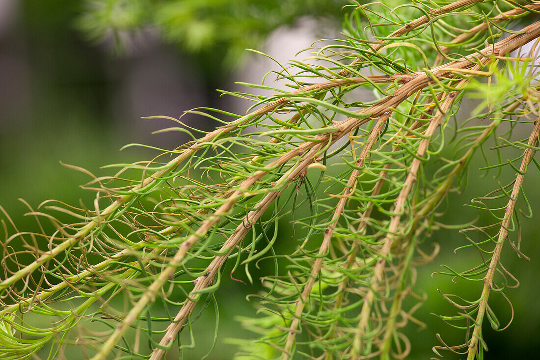 Larix decidua 'Puli