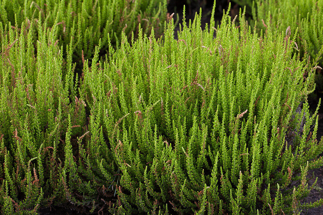 Calluna vulgaris 'Zeta'