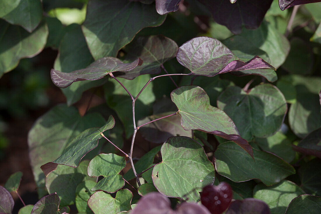 Cercis canadensis 'Forest Pansy