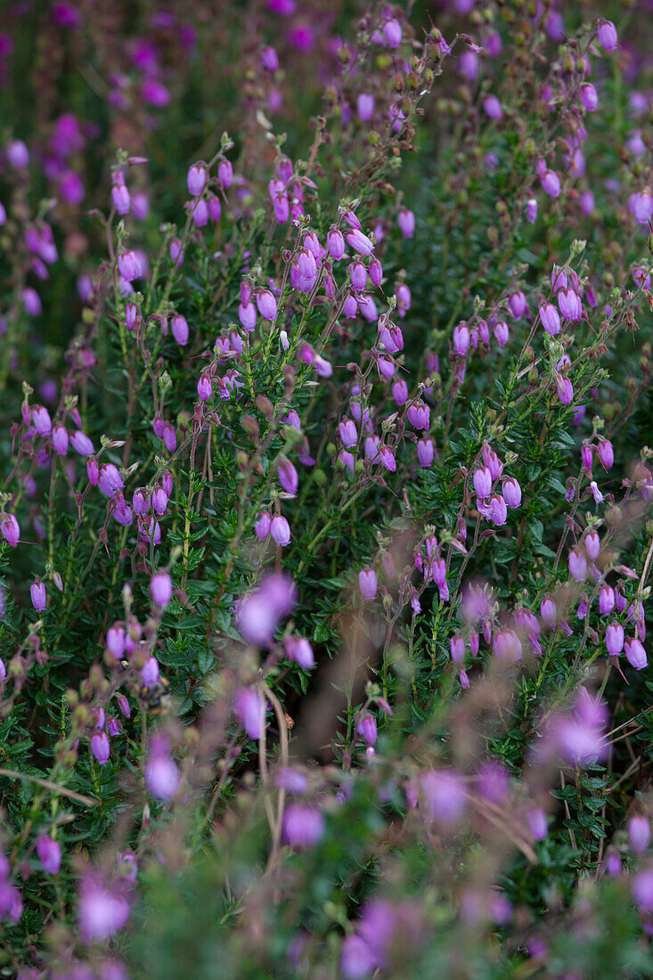 Daboecia cantabrica 'Atropurpurea'