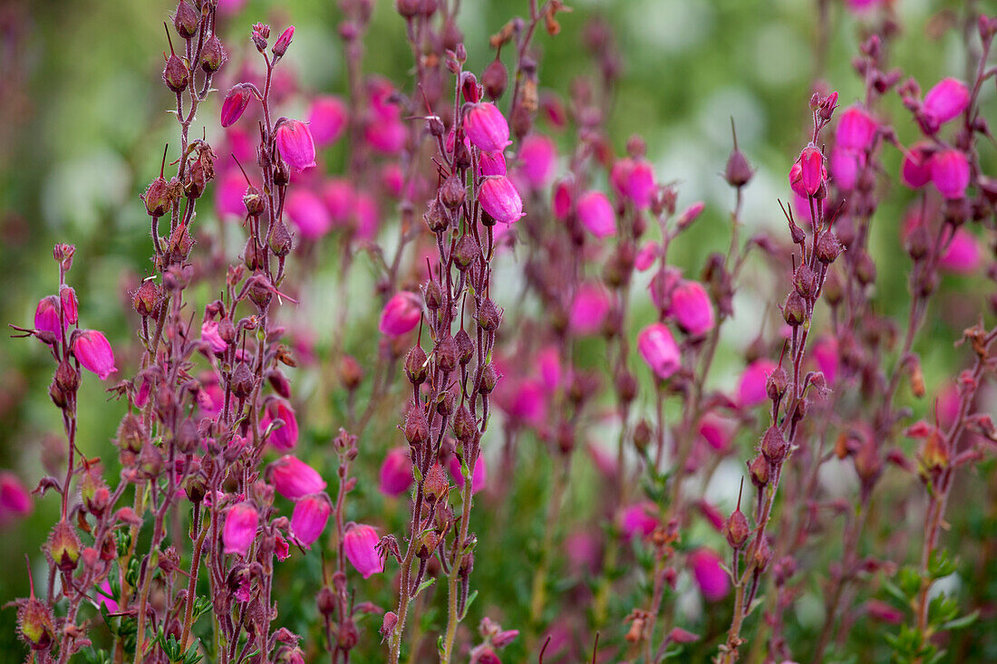 Daboecia cantabrica 'Andrea'