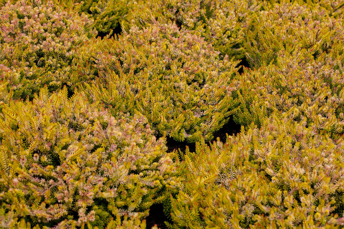 Erica carnea 'Antje'