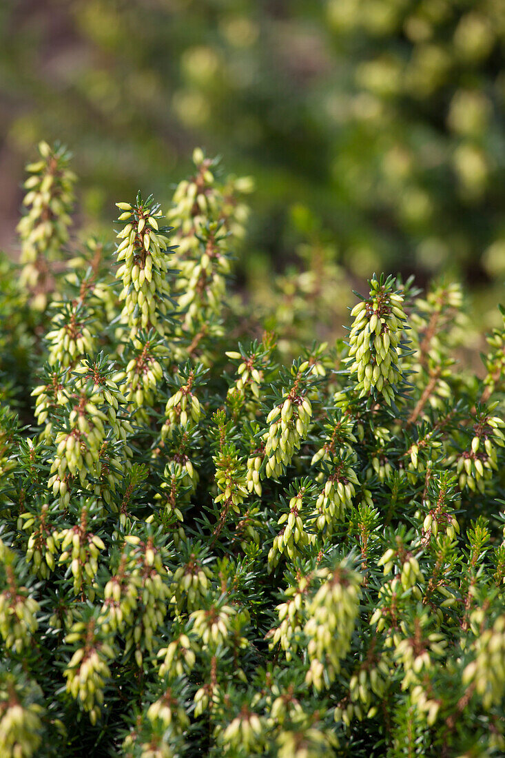 Erica carnea 'Corinna'