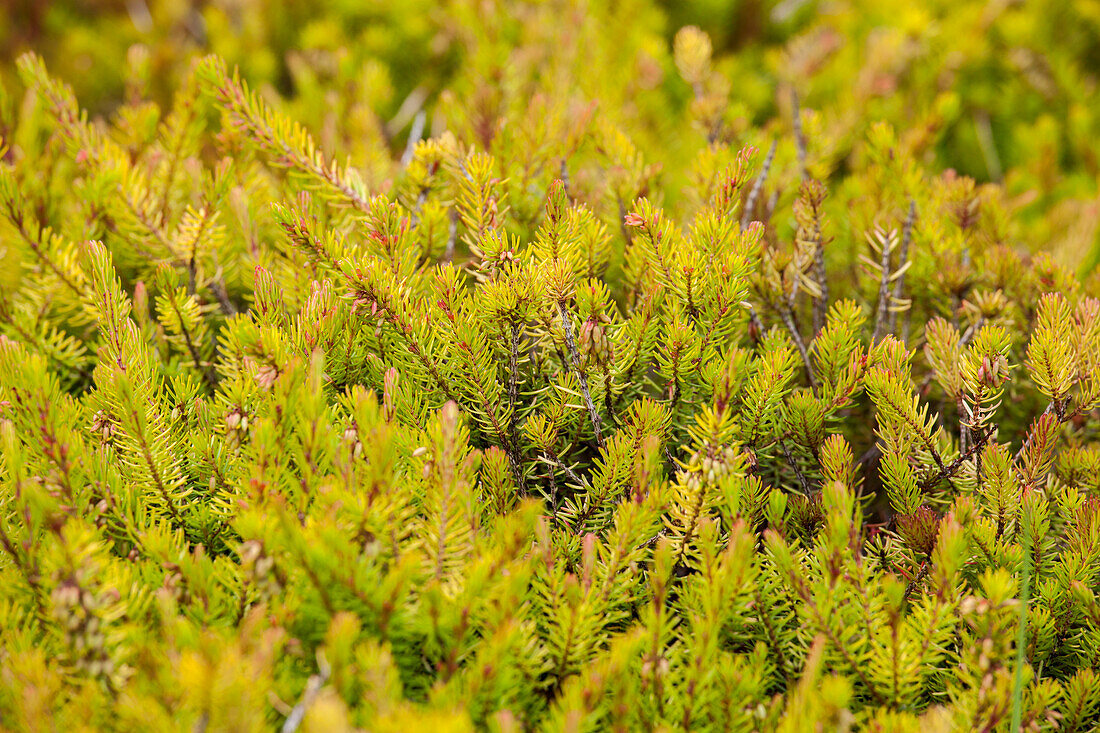 Erica carnea 'Nadja'