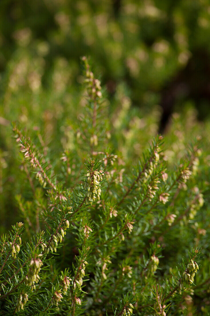 Erica carnea 'Tanja'