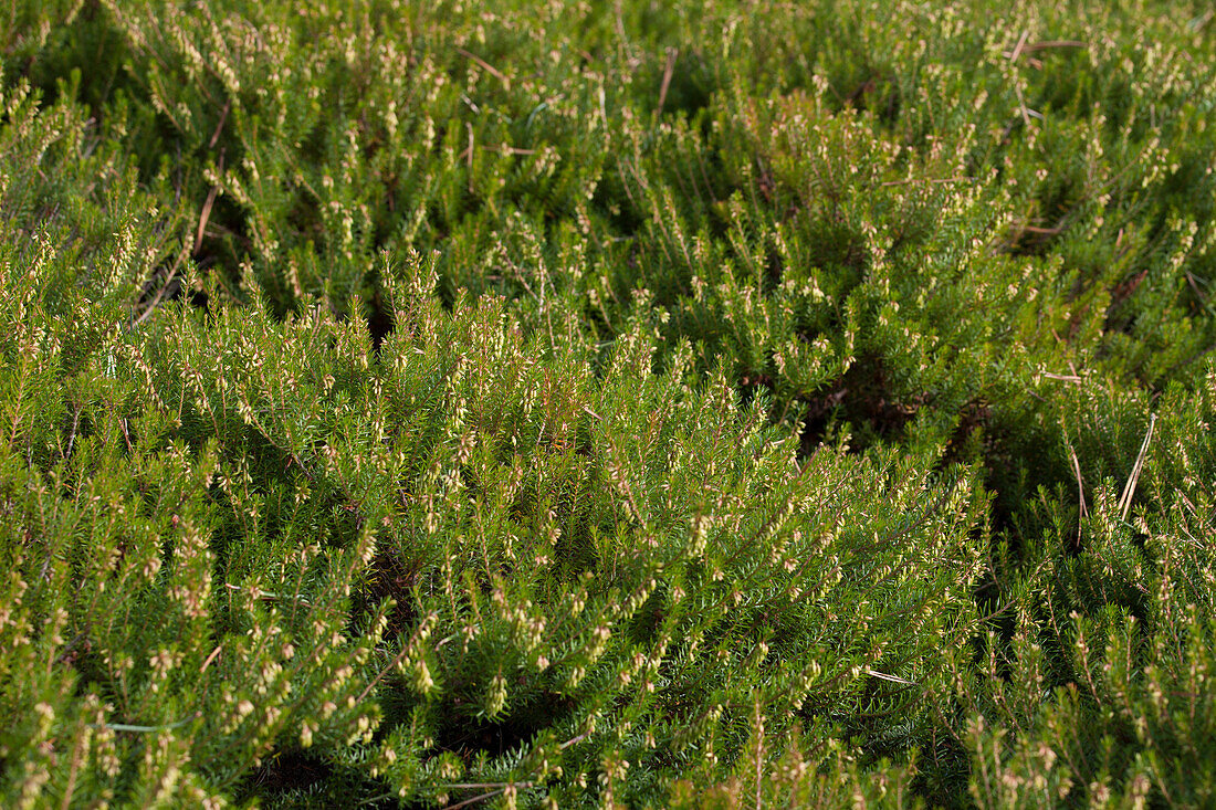 Erica carnea 'Tanja'