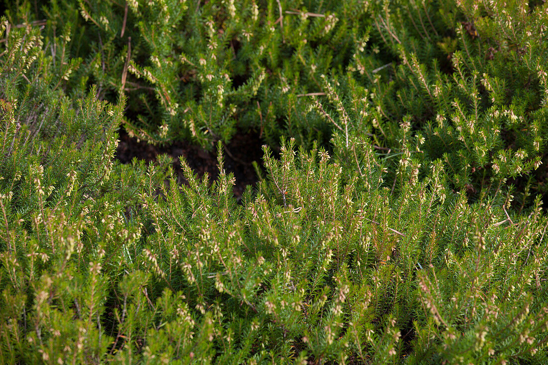 Erica carnea 'Tanja'