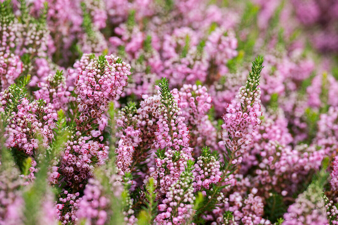 Erica vagans 'St. Keverne