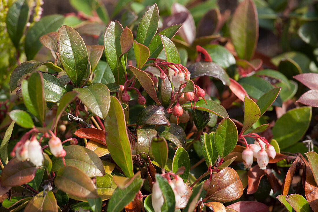 Gaultheria procumbens