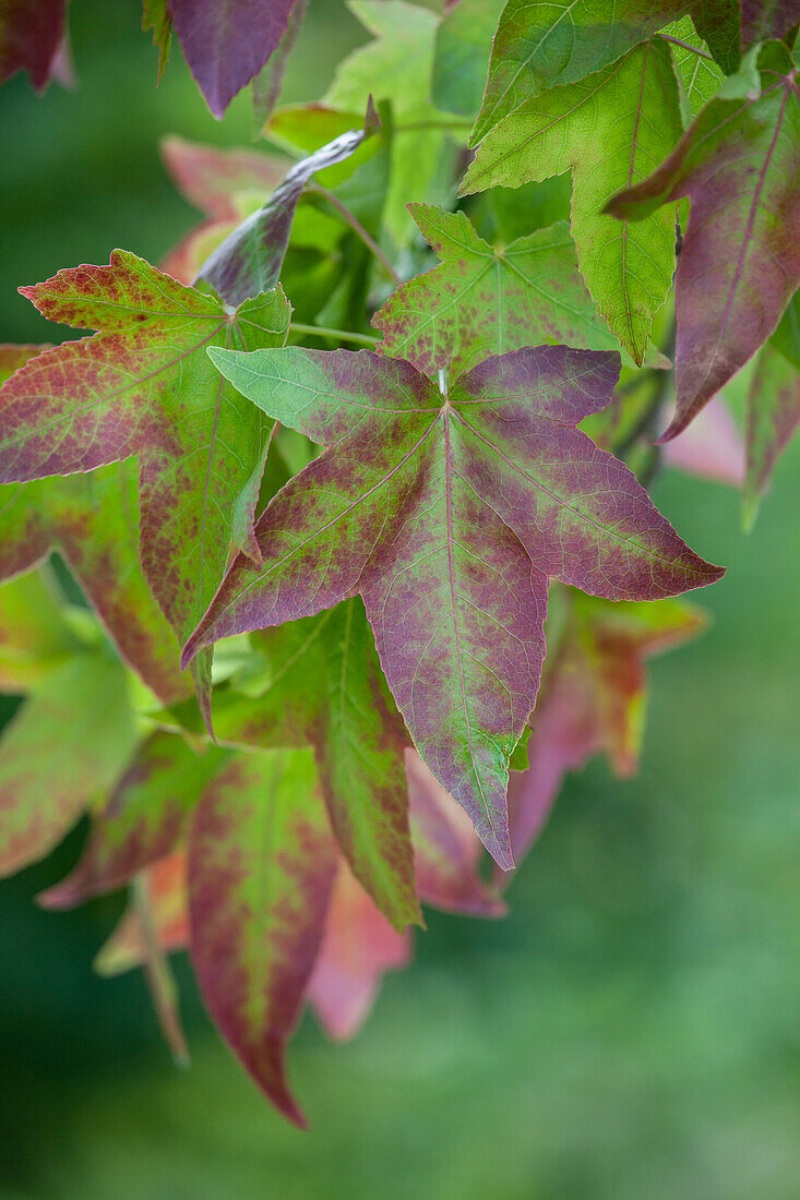 Liquidambar styraciflua