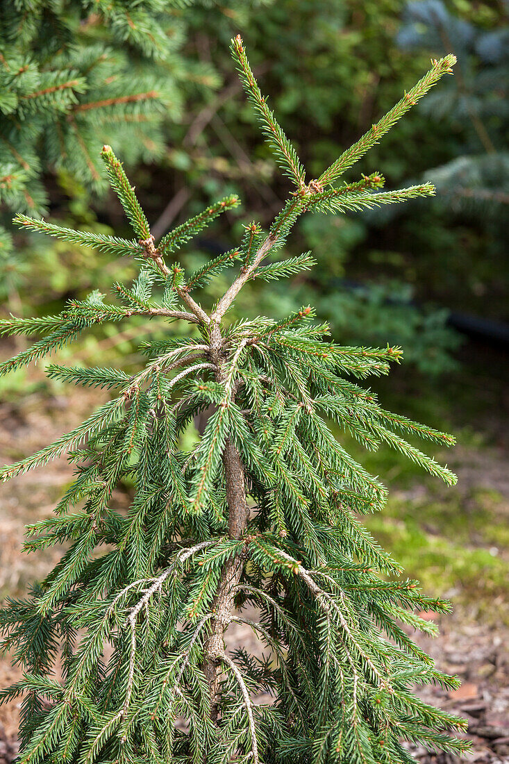 Picea abies 'Frohburg