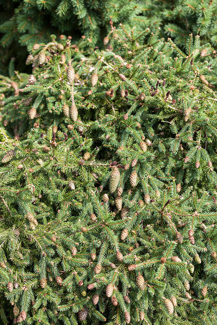 Picea abies 'Pusch