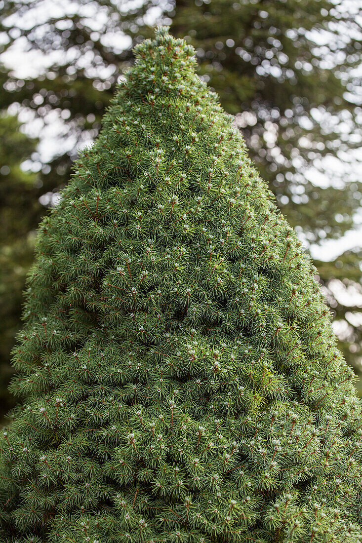 Picea glauca 'Blue Wonder'(s)