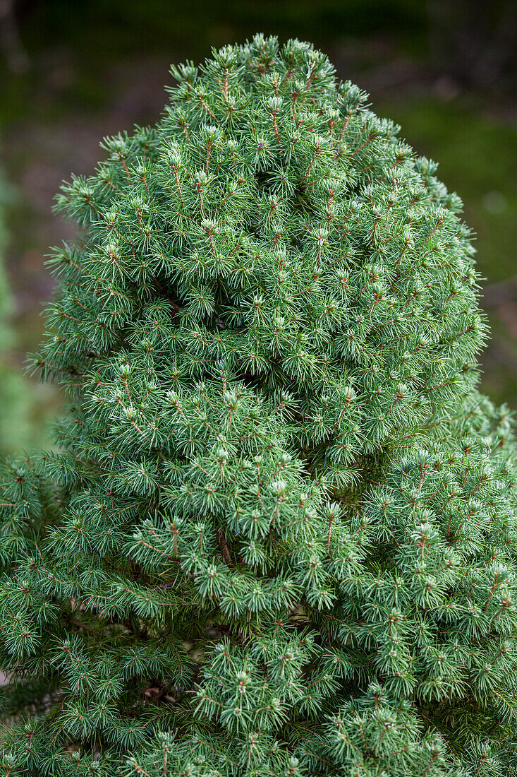 Picea glauca Laurin