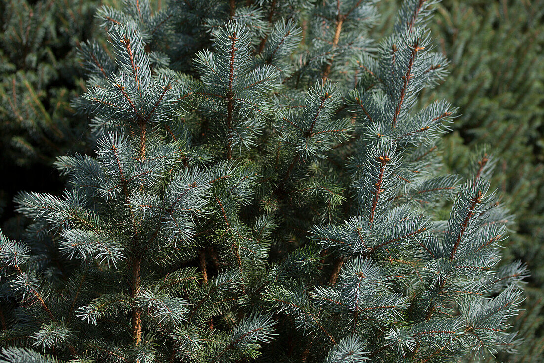 Picea pungens 'Iseli Fastigiate'