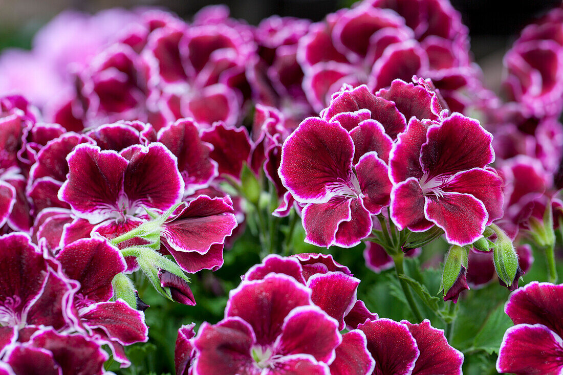 Pelargonium PAC® Aristo Black Beauty