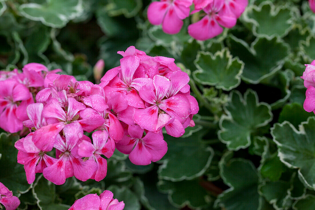 Pelargonium 'Melosilver'