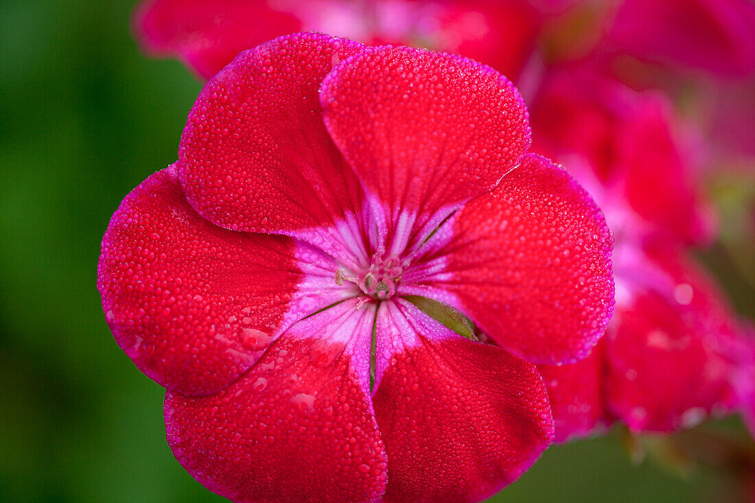 Pelargonium zonale PAC® Flower Fairy Velvet