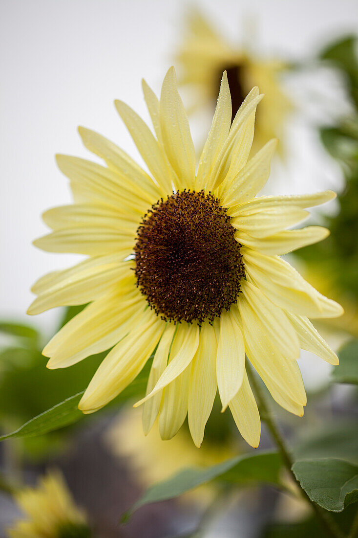 Helianthus annuus 'Buttercream F1' (spray-type)