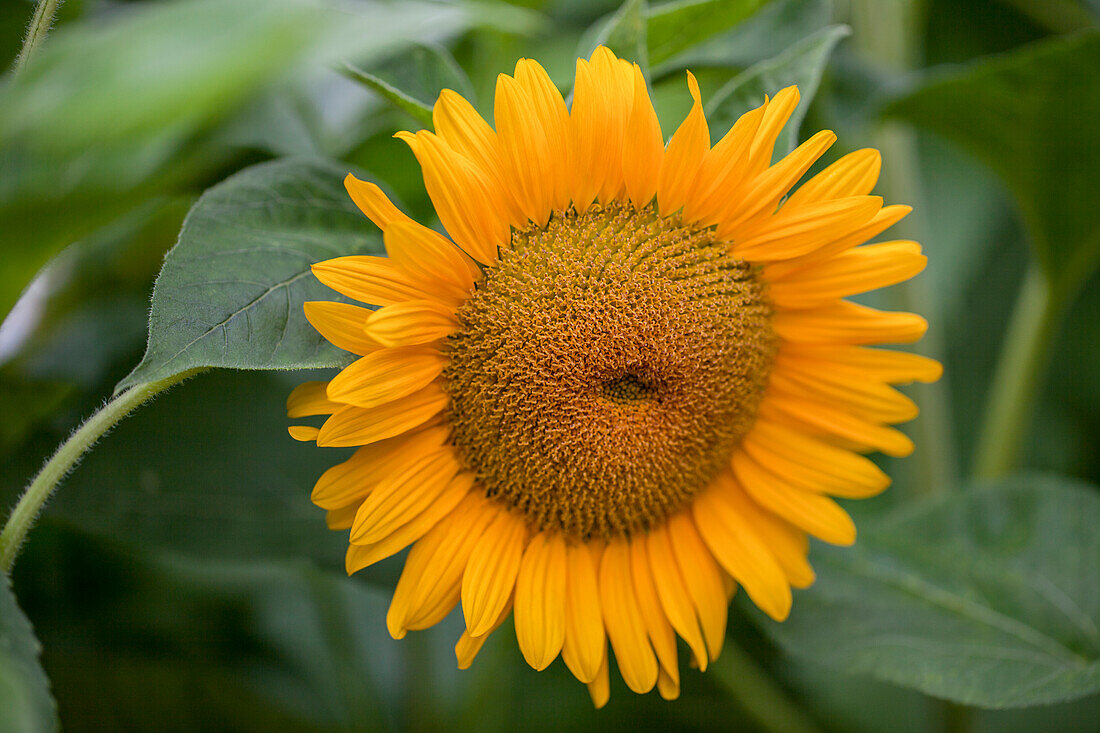 Helianthus annuus 'Aurora Summer' F1