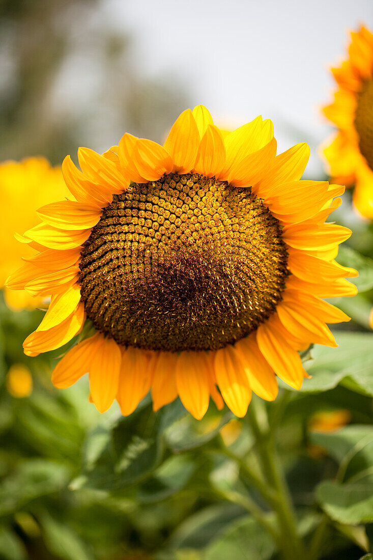 Helianthus annuus 'Vincent's Deep Orange'F1  