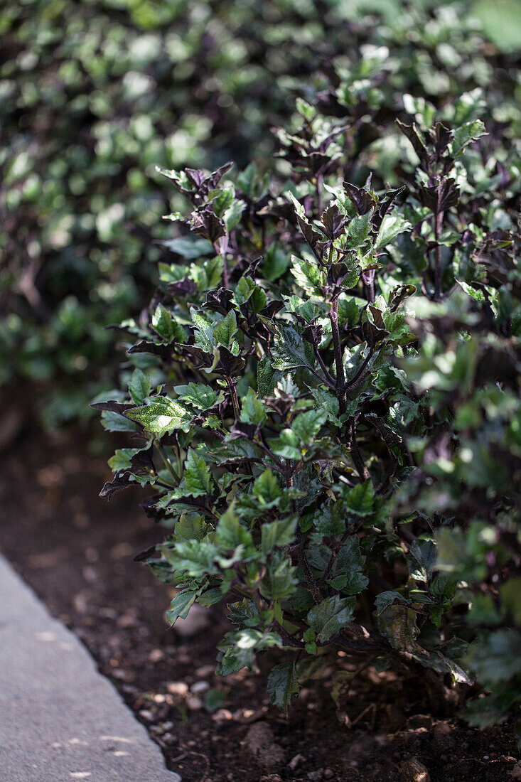 Plectranthus 'Velvet Elvis'