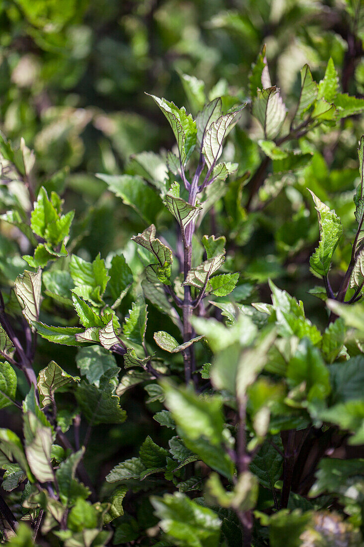 Plectranthus brevilabrum x sacc. 'Med.Blue'