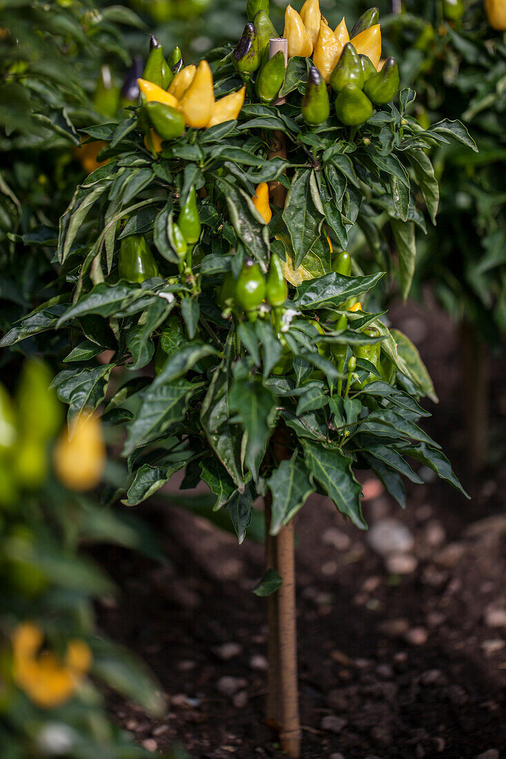 Capsicum annuum 'Capsipop Yellow'