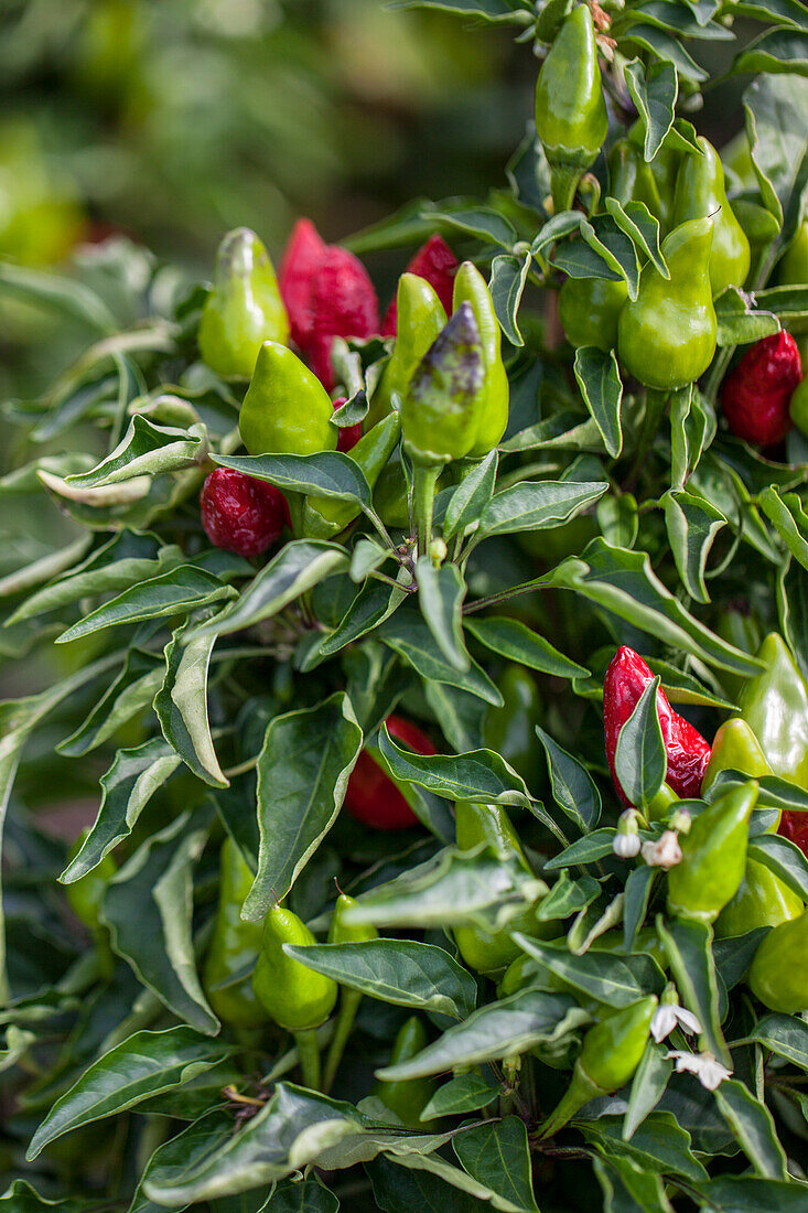 Capsicum annuum 'Capsipop Red'