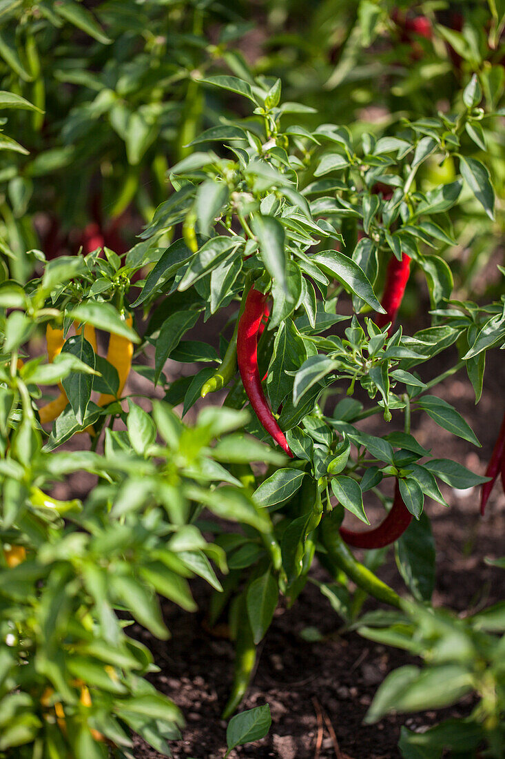 Capsicum annuum 'Fireflame F1'