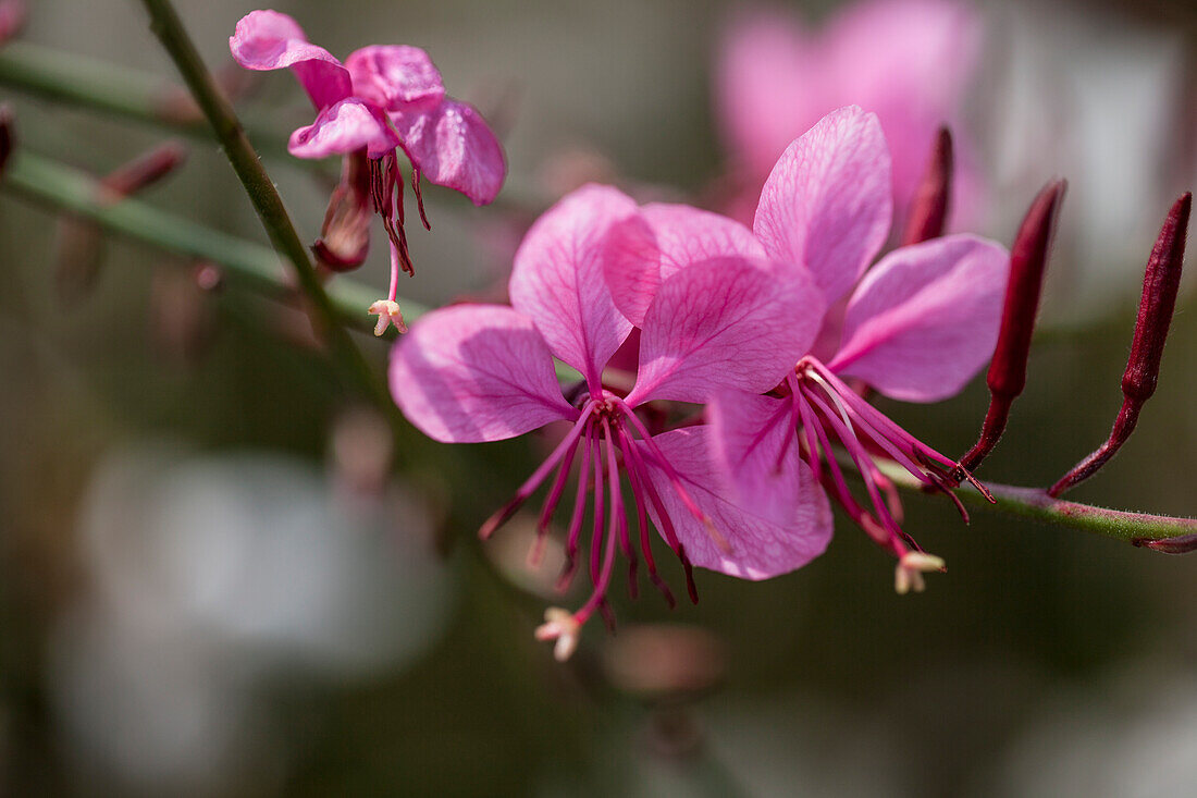 Gaura lindheimeri Passionate Blush