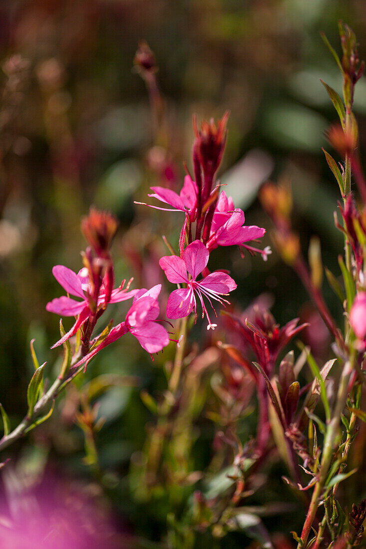 Gaura lindheimeri 'Funny Bees Neon Pink