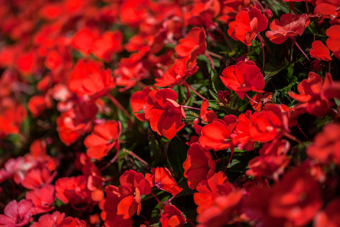 Impatiens neuguinea 'SunPatiens'® Compact Electric Orange