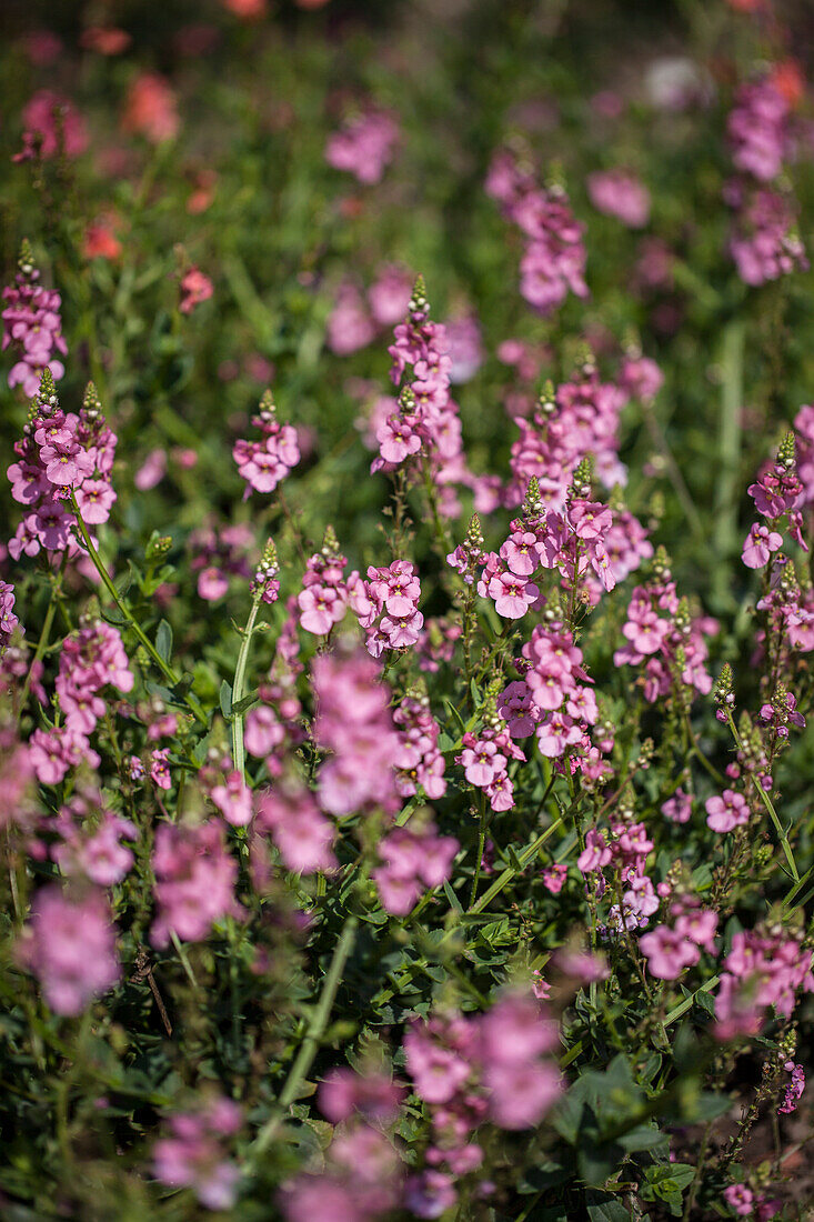 Diascia Sundiascia® 'Blush Pink'