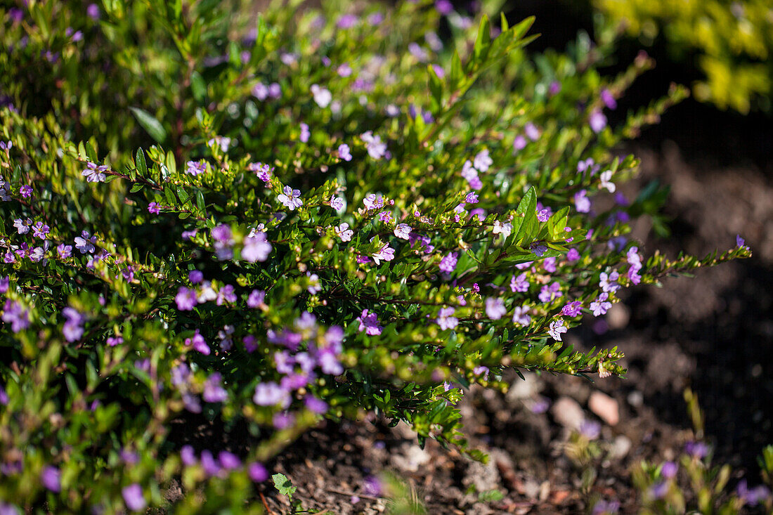 Cuphea hyssopifolia Mauve