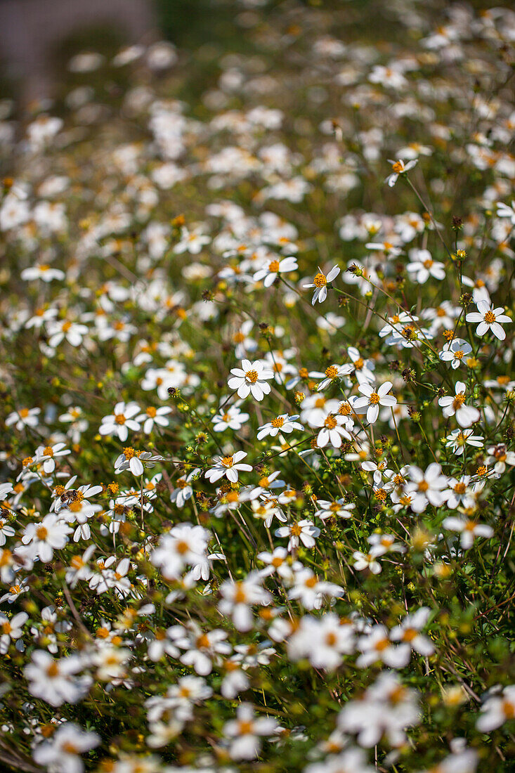 Bidens ferulifolia 'Pirate's Pearl'