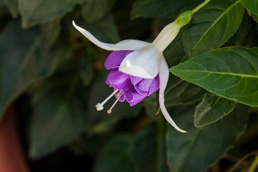 Fuchsia 'Jollies La Grande Picardie'