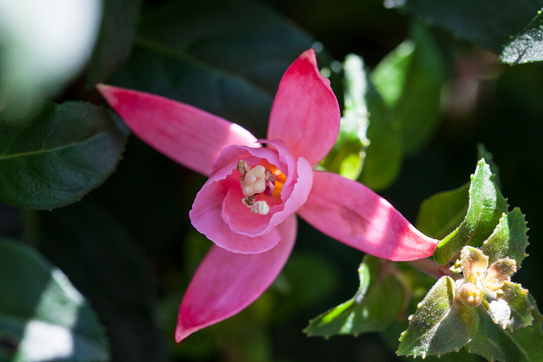 Fuchsia 'Shrimp Cocktail'