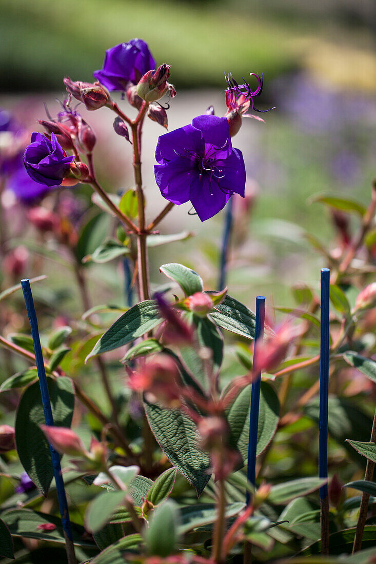 Tibouchina